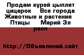 Продам курей цыплят,цицарок. - Все города Животные и растения » Птицы   . Марий Эл респ.